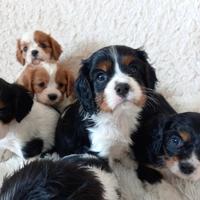 Cavalier King