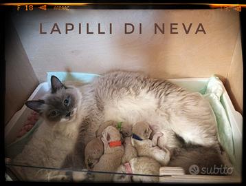 Disponibili cuccioli Siberiani Neva Masquerade
