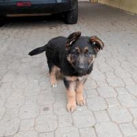 Cani pastore tedesco