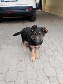Cani pastore tedesco