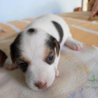 Jack Russell