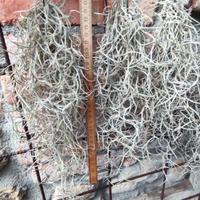 tillandsia Usneoides 