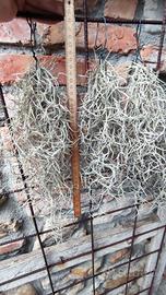 tillandsia Usneoides 