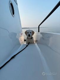 Cuccioli di Labrador con pedigree