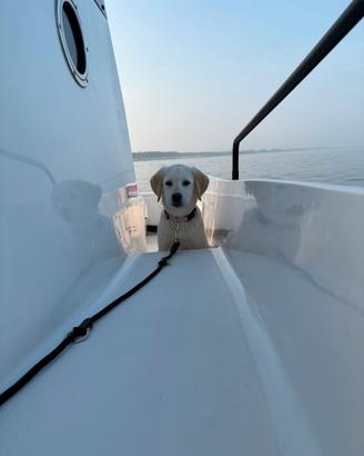 Cuccioli di Labrador con pedigree