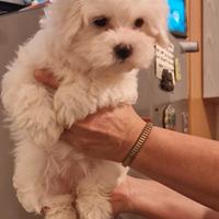 Cuccioli Maltese