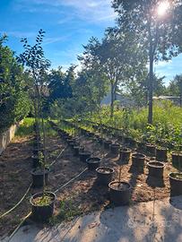 ALBERI BESSOLARE