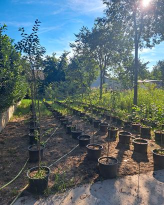 ALBERI BESSOLARE