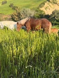 Gruppo di cavalli Tpr