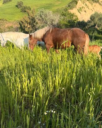 Gruppo di cavalli Tpr