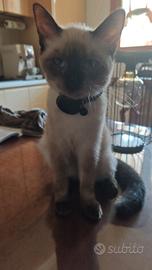 accoppiamento  siamese maschio.per 