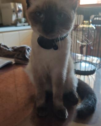 accoppiamento  siamese maschio.per 