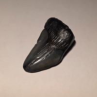 Dente di Squalo (Megalodonte)