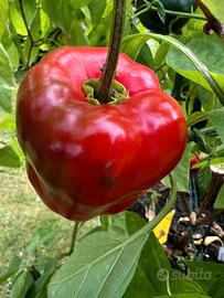 Peperoncino Rocoto manzano piante