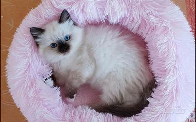 Gatto, cuccioli di Sacro di Birmania