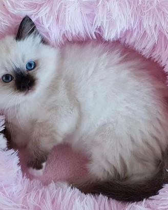 Gatto, cuccioli di Sacro di Birmania
