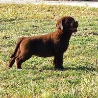 Cuccioli Labrador - figli di Campioni total Clear