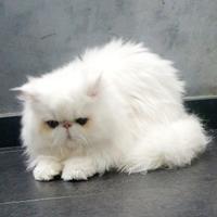 Disponibili gatti persiani ipertipici