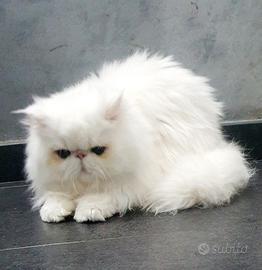 Disponibili gatti persiani ipertipici