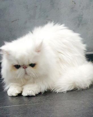 Disponibili gatti persiani ipertipici