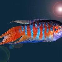 Pesce del paradiso Macropodus (laghetto)