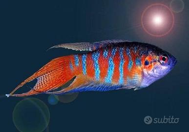 Pesce del paradiso Macropodus (laghetto)