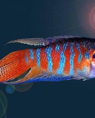 Pesce del paradiso Macropodus (laghetto)