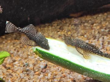 ancistrus adulti 