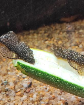 ancistrus adulti 