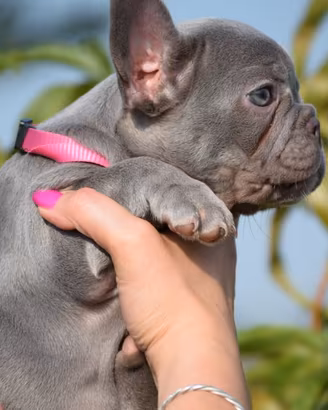 Bulldog francese blu / lilac