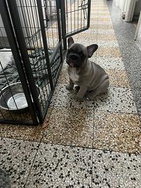 Cuccioli di bulldog francesi