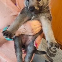 L_u_p_o cecoslovacco