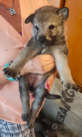 L_u_p_o cecoslovacco