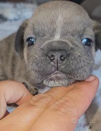 Bulldog francese m