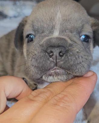 Bulldog francese m
