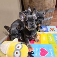 Bulldog francesi esotici