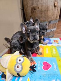 Bulldog francesi esotici