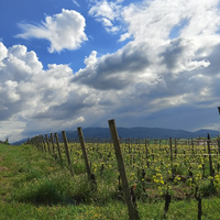 Operaio / bracciante agricolo