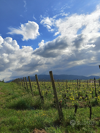 Operaio / bracciante agricolo