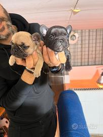 Bulldog francese