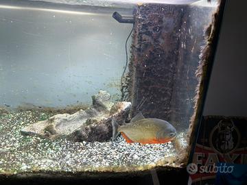 Piranha