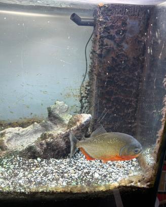 Piranha