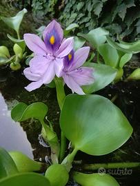 piante acquatiche da laghetto bio-piscina