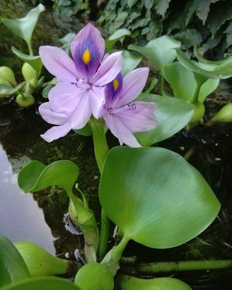 piante acquatiche da laghetto bio-piscina