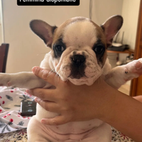 Cucciolo bulldog francese