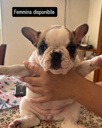 Cucciolo bulldog francese
