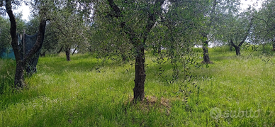 Affitto parte di oliveta con 50 piante