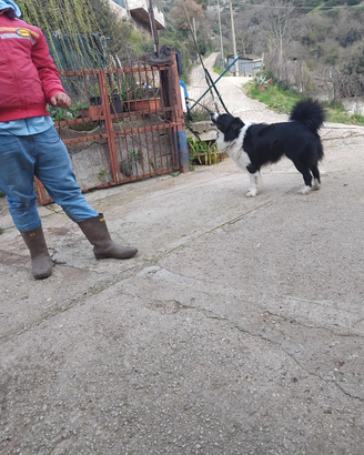 Dotor gol