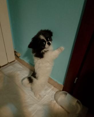 Cucciolo di cane