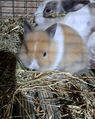 Conigli nani testa di leone